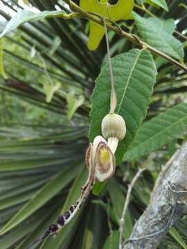 Sivun Aristolochia punctata Lam. kuva