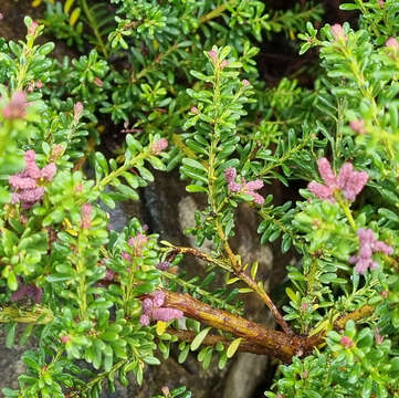 Podocarpus lawrencei Hook. fil. resmi