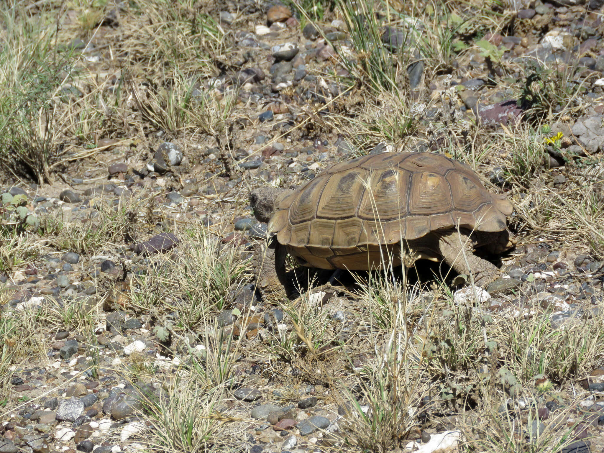 Слика од Chelonoidis chilensis (Gray 1870)