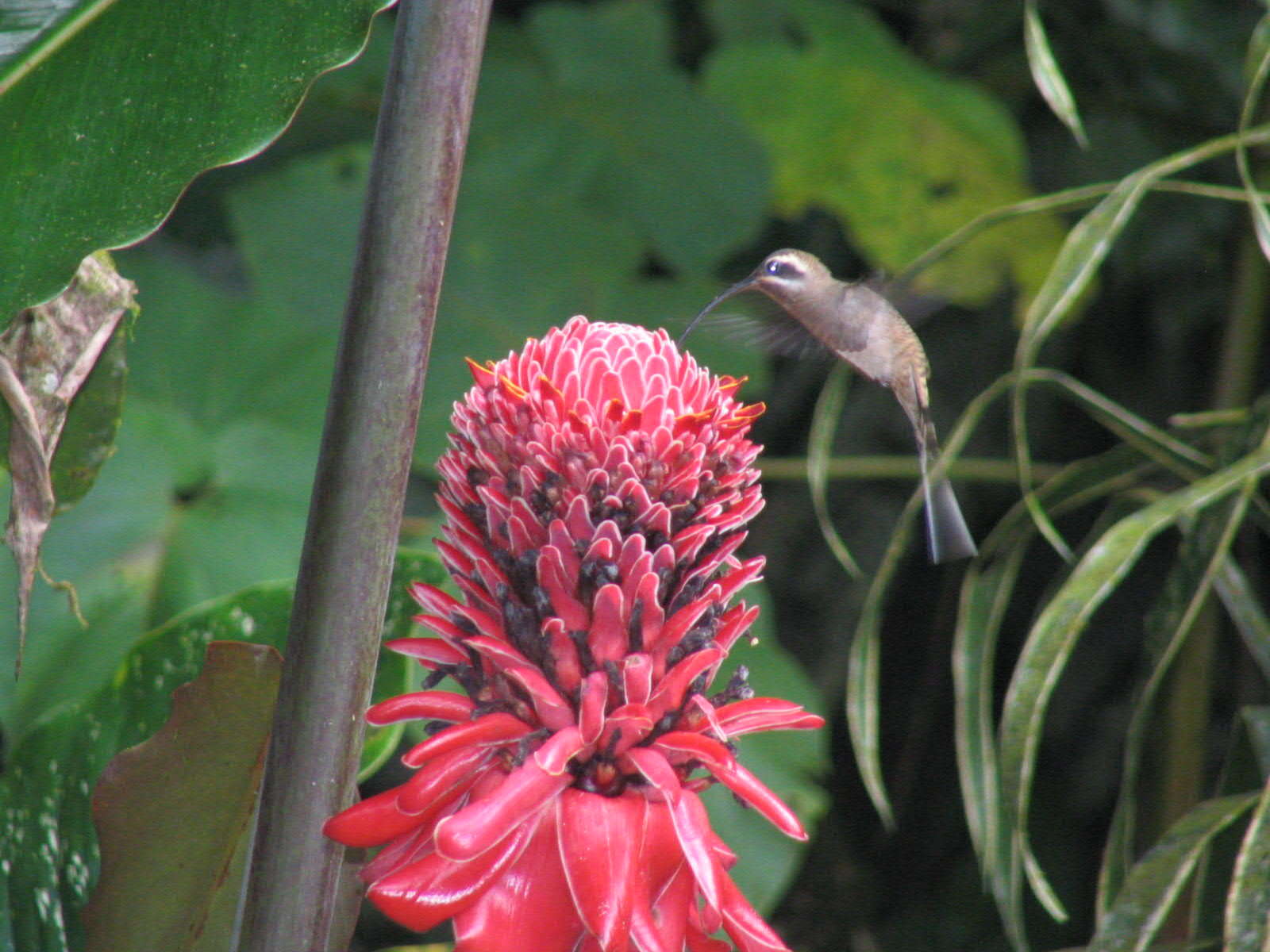 Image of Long-tailed Hermit