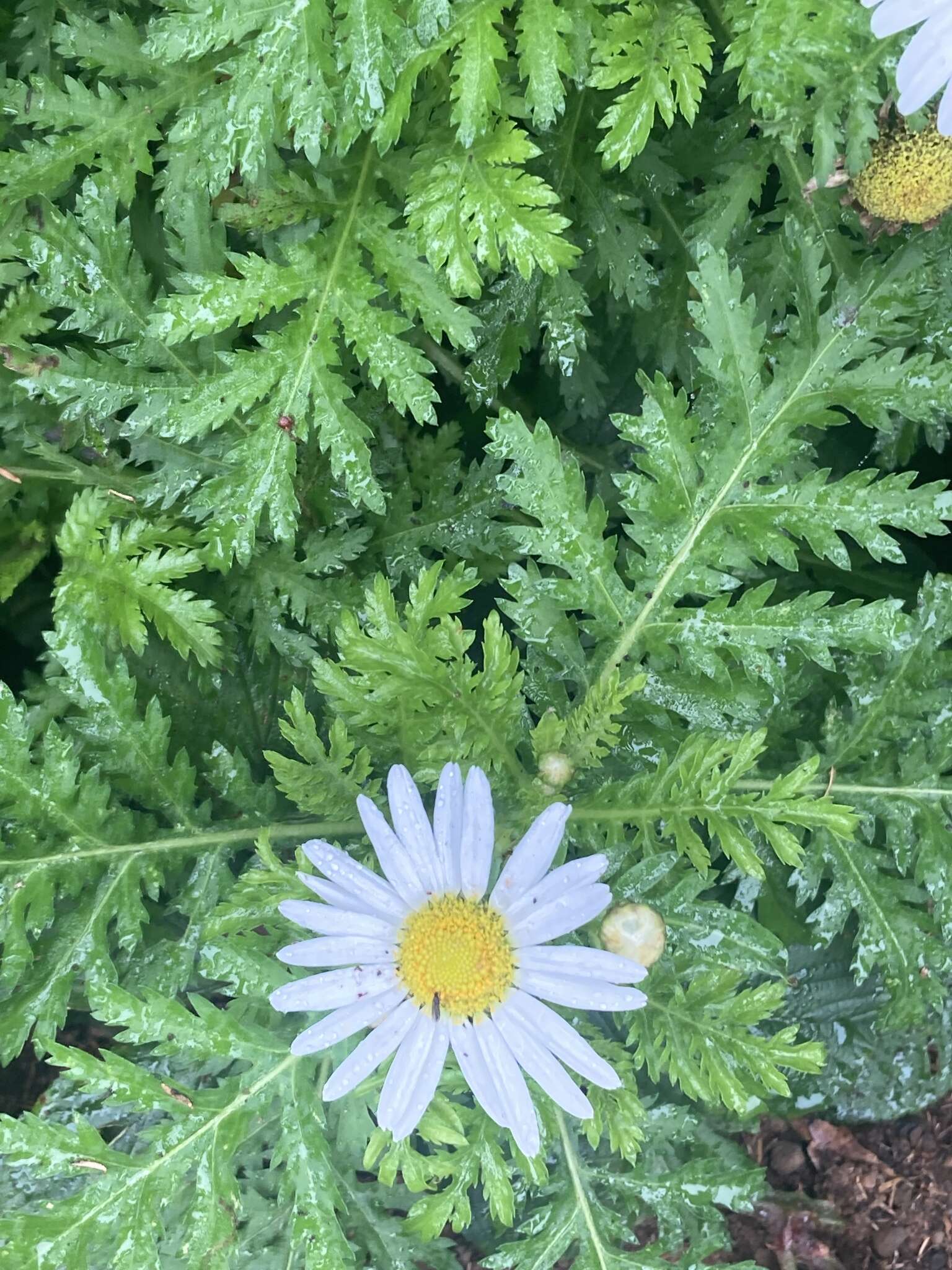 Plancia ëd Argyranthemum broussonetii (Pers.) C. J. Humphries