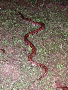 Image of Rainbow Boa