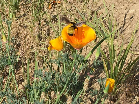 Image of Sonoran Bumble Bee