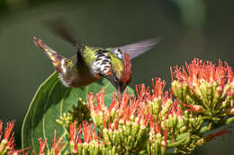 Lophornis magnificus (Vieillot 1817) resmi