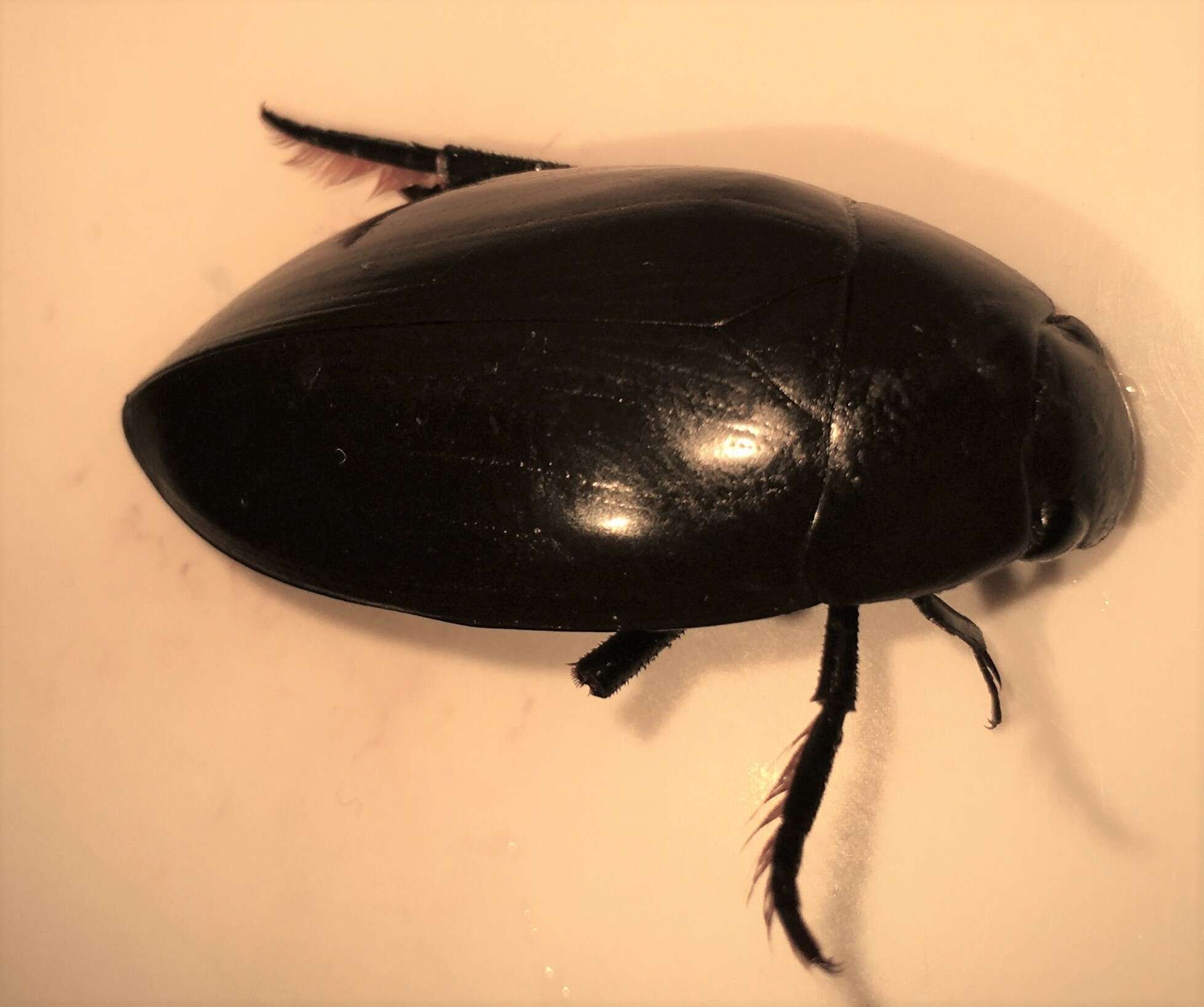 Image of Hydrophilus (Hydrophilus) insularis Laporte de Castelnau 1840