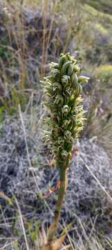 Image of Chloraea cylindrostachya Poepp.