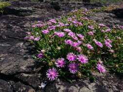 Image of Delosperma crassuloides (Haw.) L. Bol.