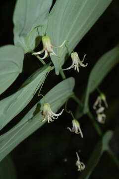 Image of claspleaf twistedstalk