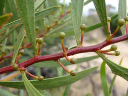 Image of Acacia dodonaeifolia (Pers.) Balb.