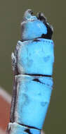 Image of Alkali Bluet