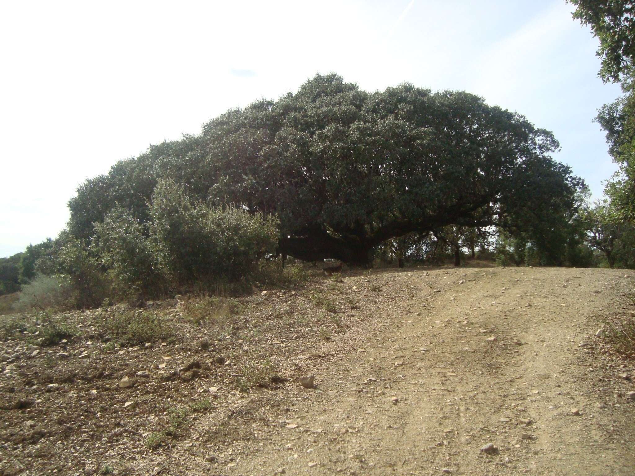 Image of Evergreen Oak