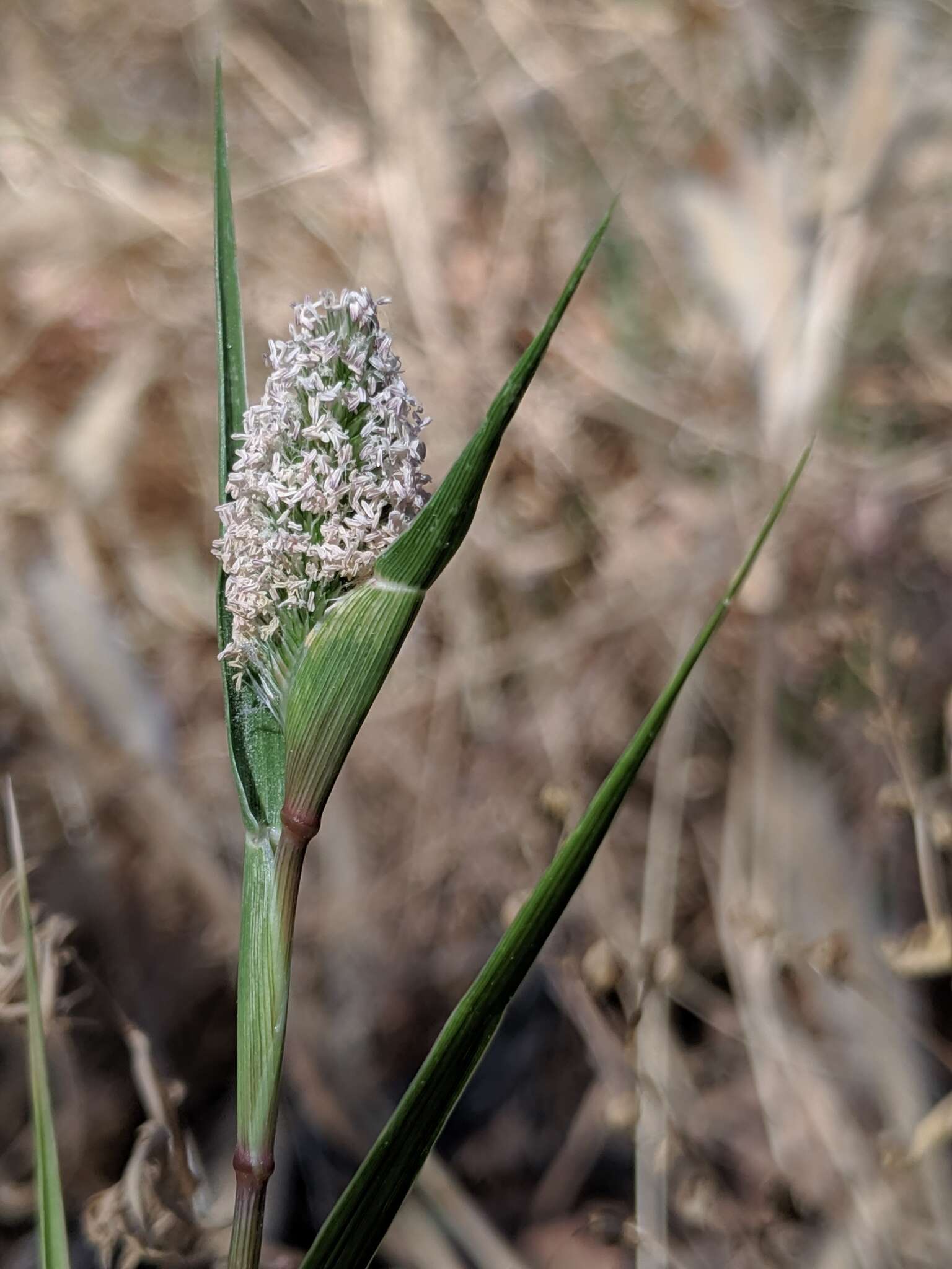 Sivun Sporobolus schoenoides (L.) P. M. Peterson kuva