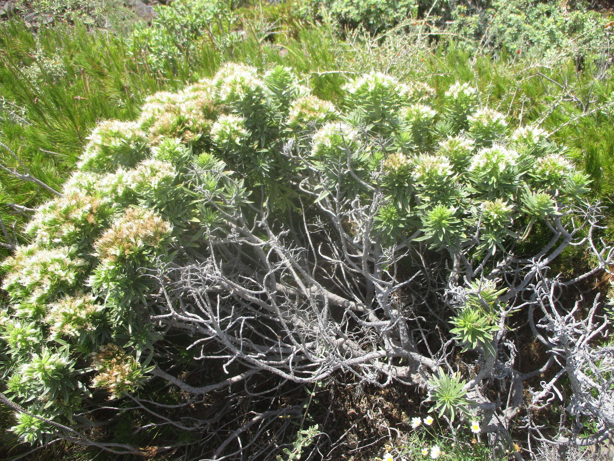 Plancia ëd Echium aculeatum Poir.