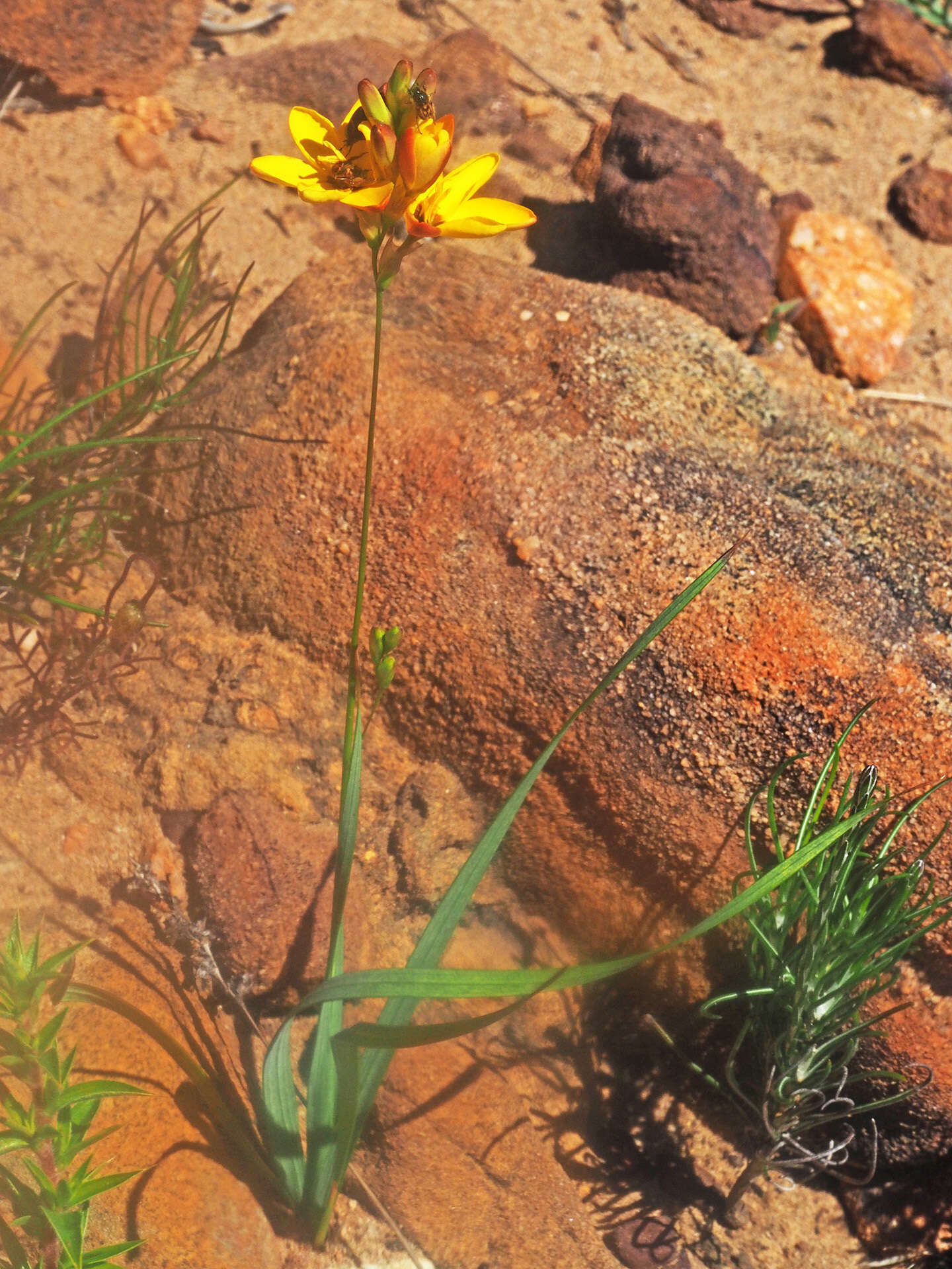 Image of Ixia dubia Vent.