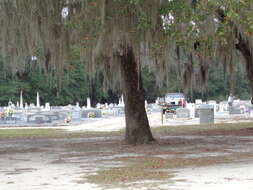 Image of Spanish moss