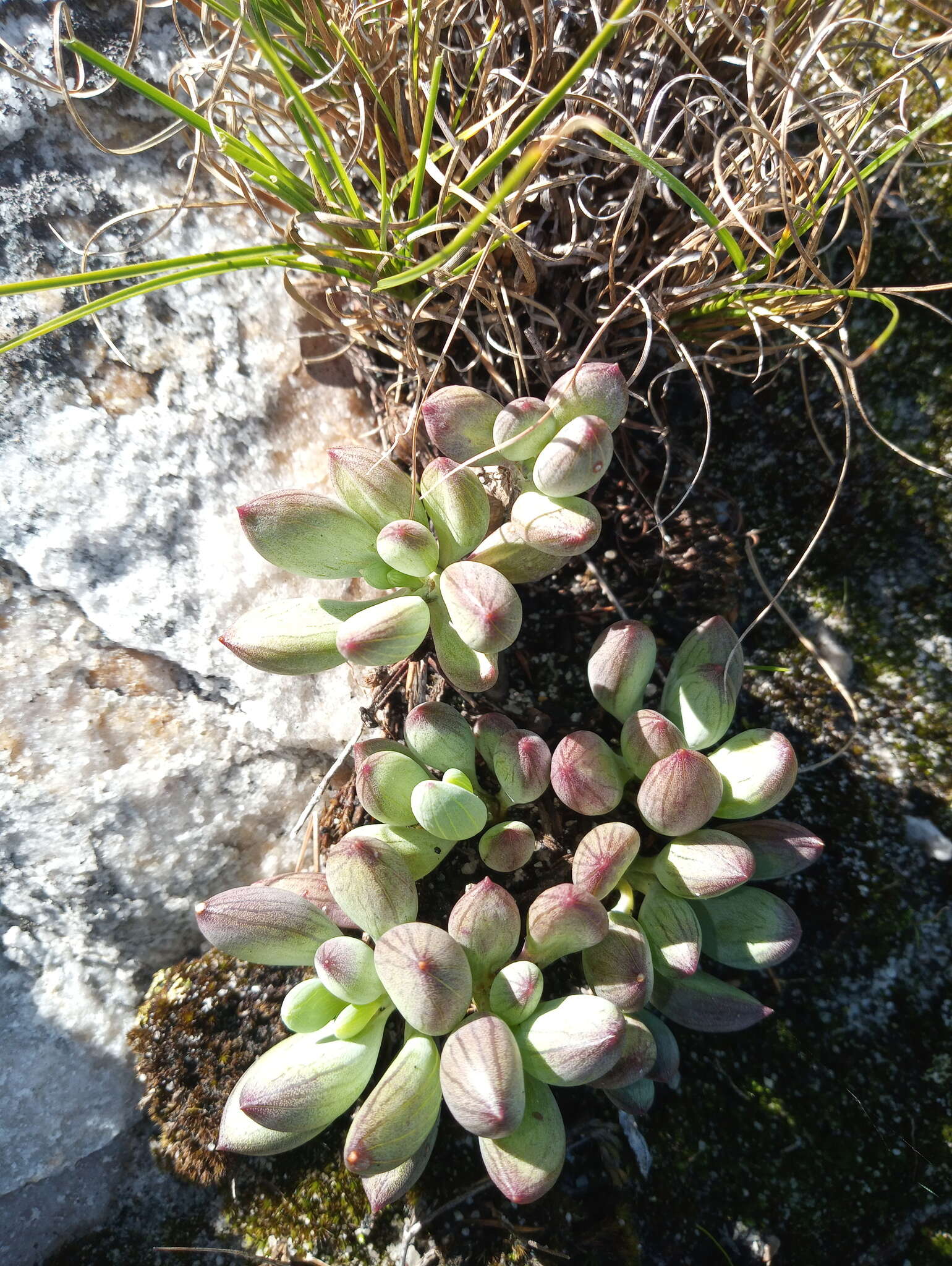 Plancia ëd Curio crassulifolius (DC.) P. V. Heath