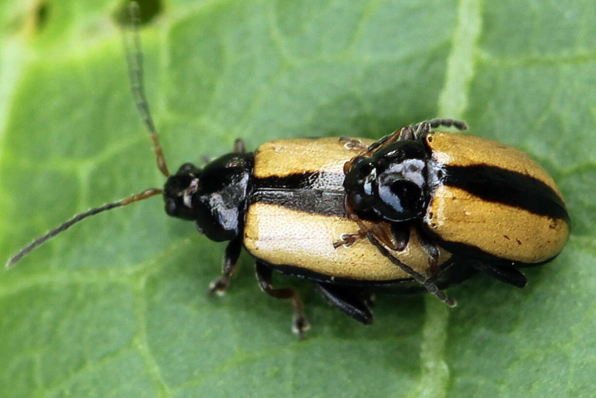 Image of Horseradish Flea Beetle