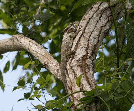 Image of Oriente Bearded Anole