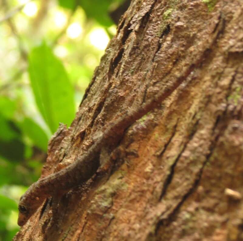 صورة Cnemaspis spinicollis (Müller 1907)