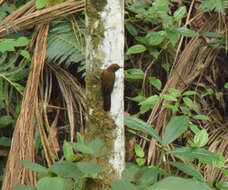 Image of Plain-winged Woodcreeper