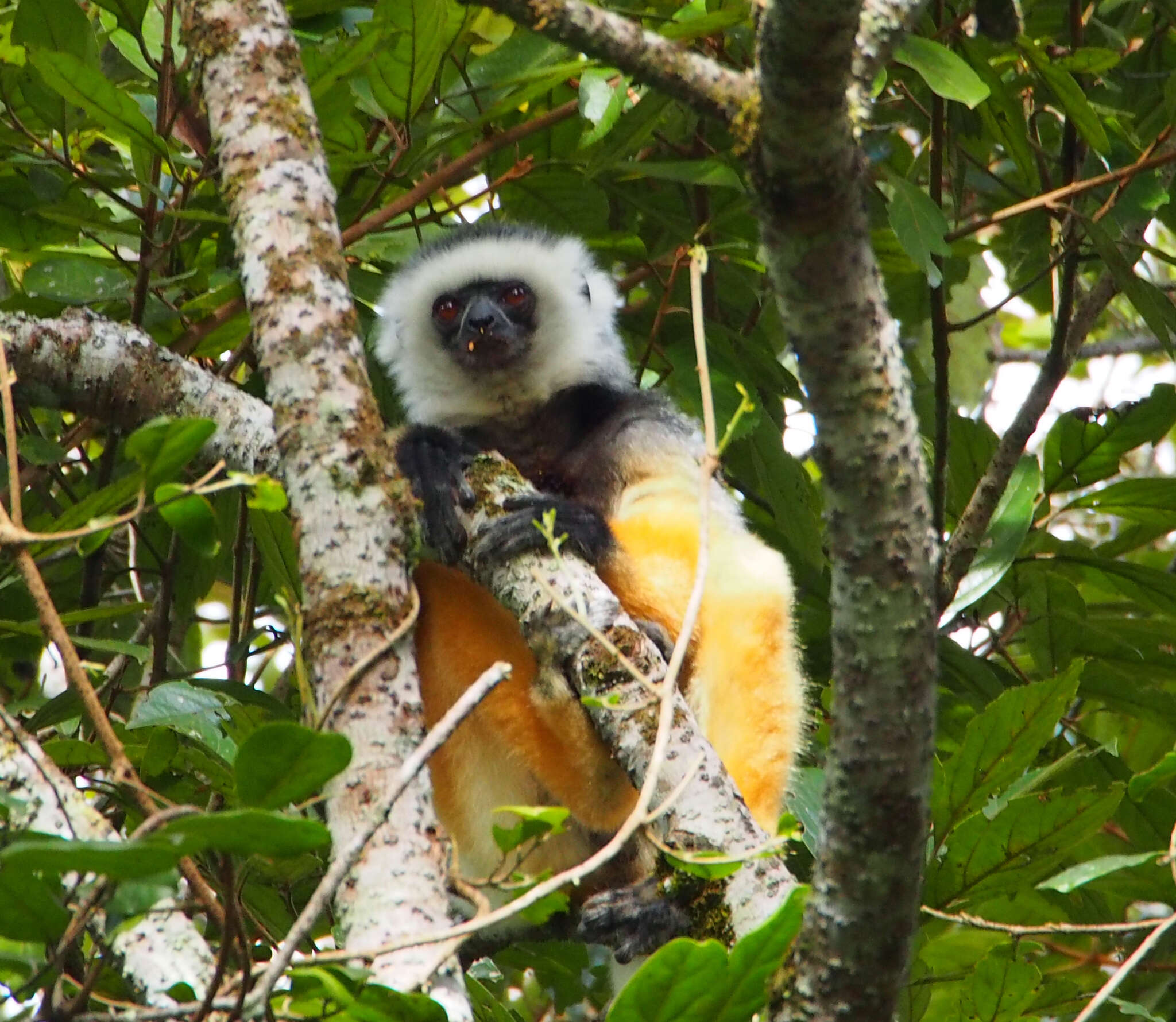 Image of Diadem Sifaka