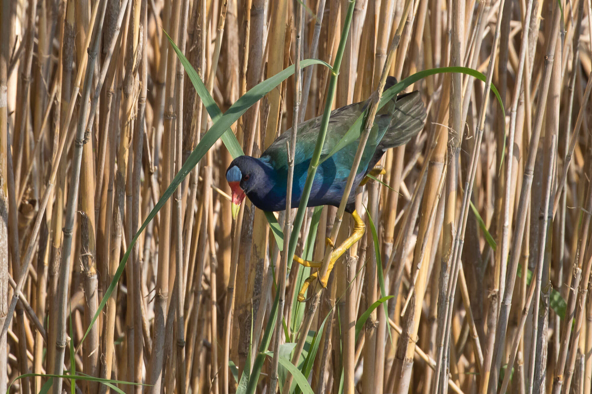 Image of American Purple Gallinule