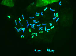 Image of intermediate wheatgrass