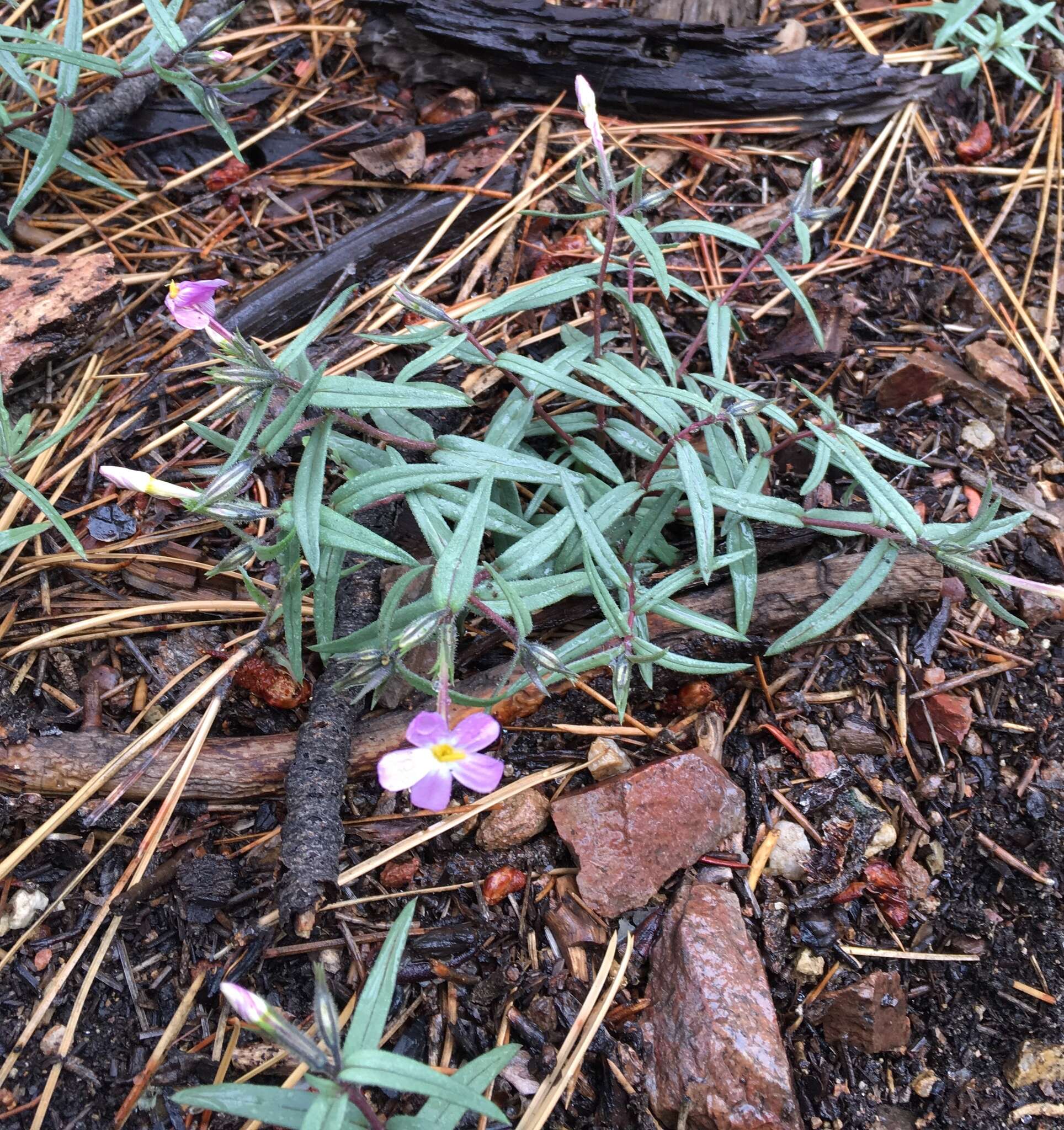 Image of Big Bear Valley phlox