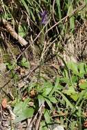 Image of Betony-leaved Rampion