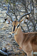 Image of Black-faced Impala