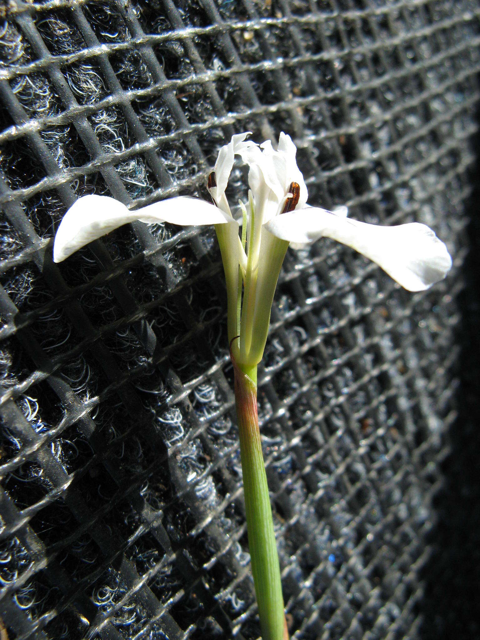 Image of Moraea longiaristata Goldblatt