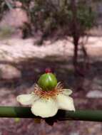 Imagem de Garcinia pervillei (Planch. & Triana) Vesque