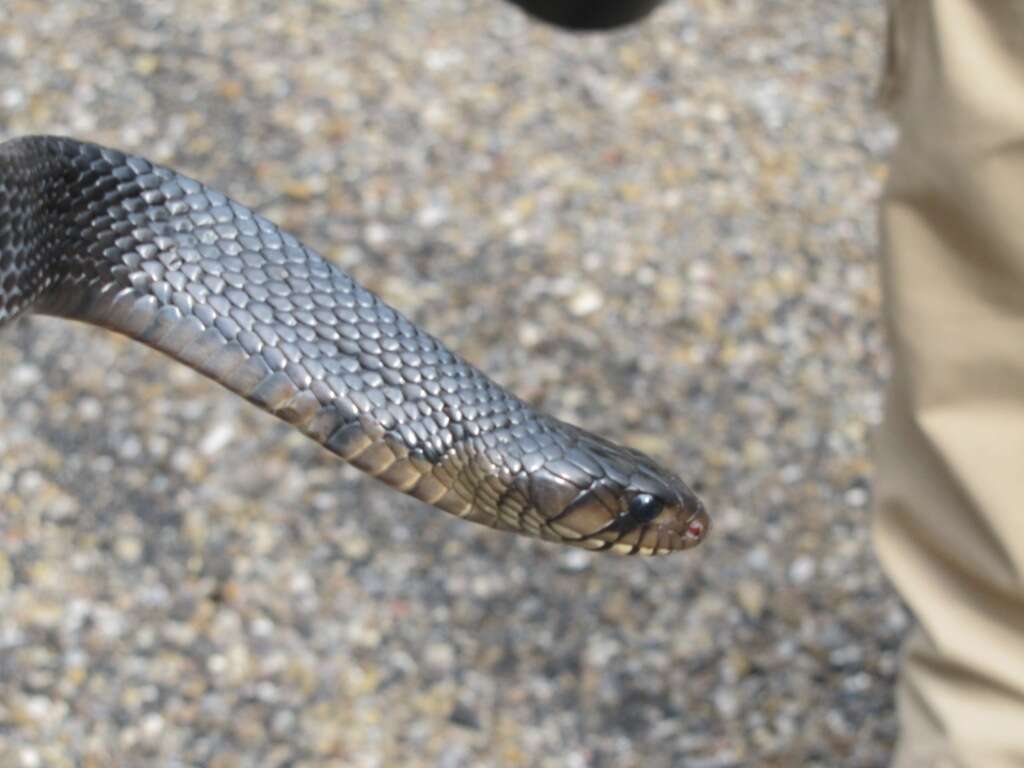 Image of Indigo Snake