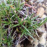 Image of Eastwood's sandwort