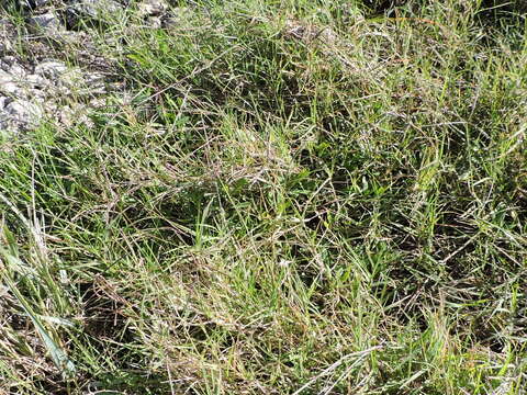 Image of Bermudagrass