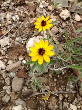 Imagem de Sanvitalia procumbens Lam.