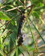 Image of Lance-Tailed Darner