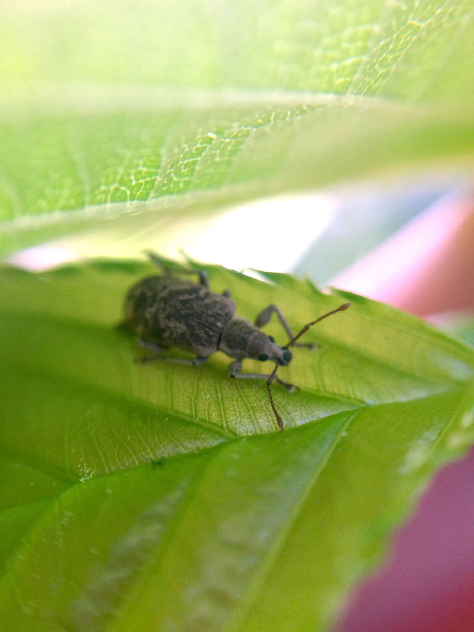 Plancia ëd Phyllobius (Diallobius) incomptus Sharp 1896