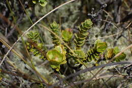 Image of Pimelea traversii Hook. fil.