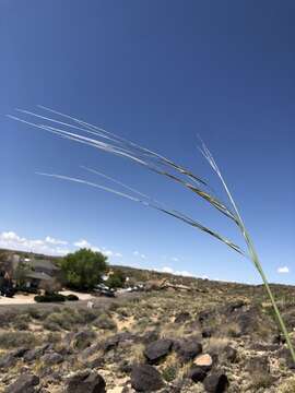 Plancia ëd Stipa neomexicana (Thurb.) Scribn.