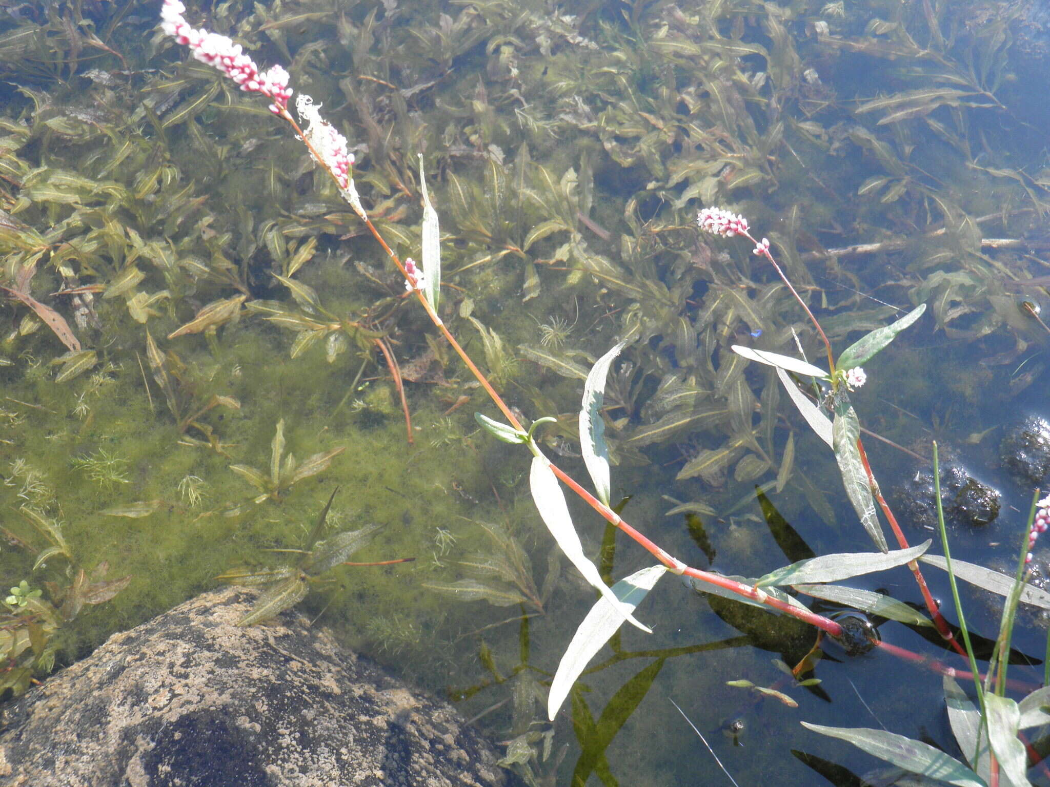 Image of Dotted Smartweed