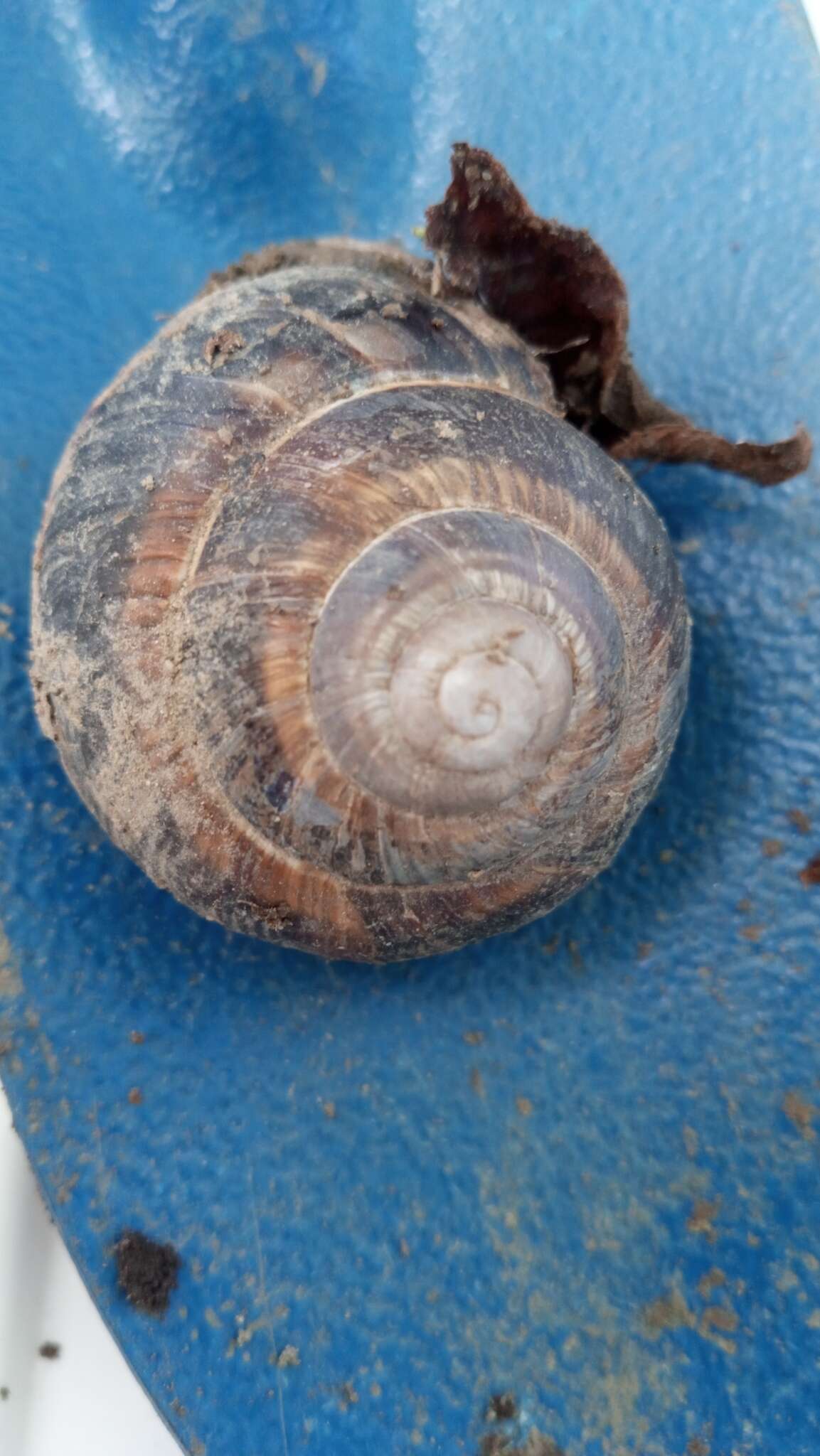 Image of lucorum helix