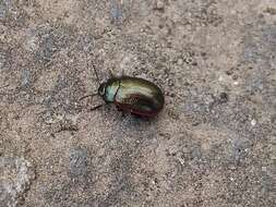 Image of Chrysolina (Chalcoidea) marginata (Linnaeus 1758)