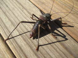 Image of Long-legged Armoured Katydid