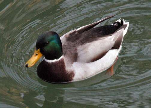 Image of Common Mallard