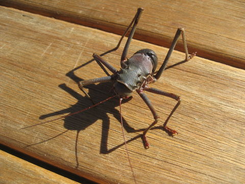 Image of Long-legged Armoured Katydid
