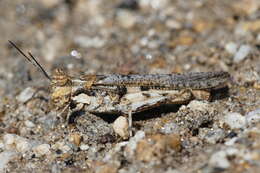 Image of Trepidulus rosaceus (Scudder & S. H. 1900)