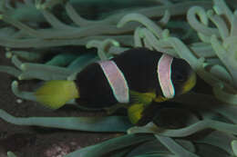 Image of Sebae Anemonefish