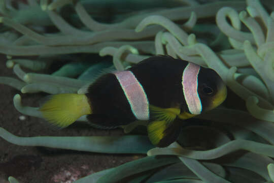 Image de Amphiprion sebae Bleeker 1853