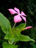 Image de Catharanthus trichophyllus (Baker) Pichon